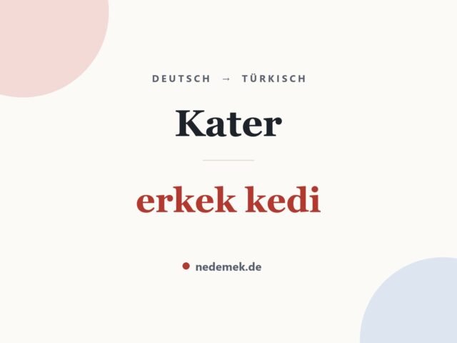 Kater auf Türkisch: erkek kedi