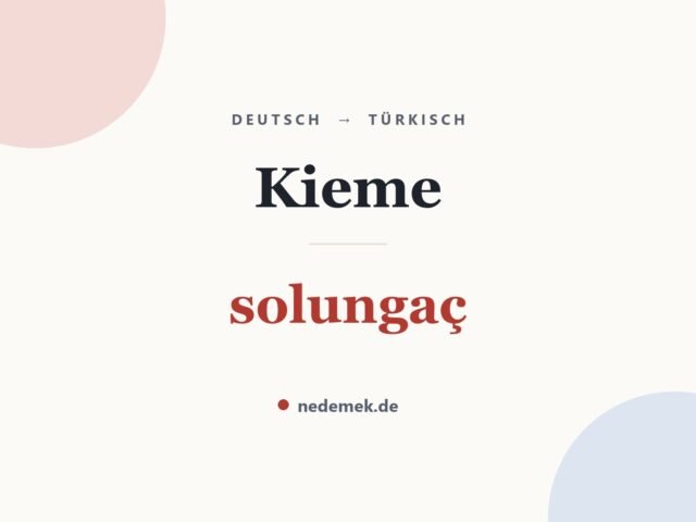 Kieme auf Türkisch: solungaç