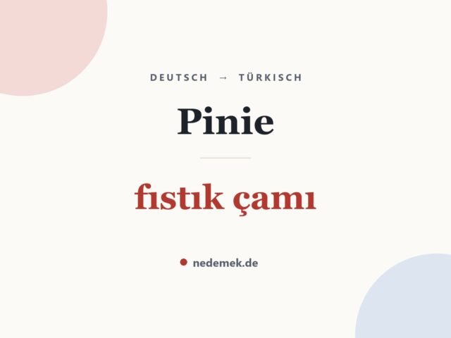 Pinie auf Türkisch: fıstık çamı